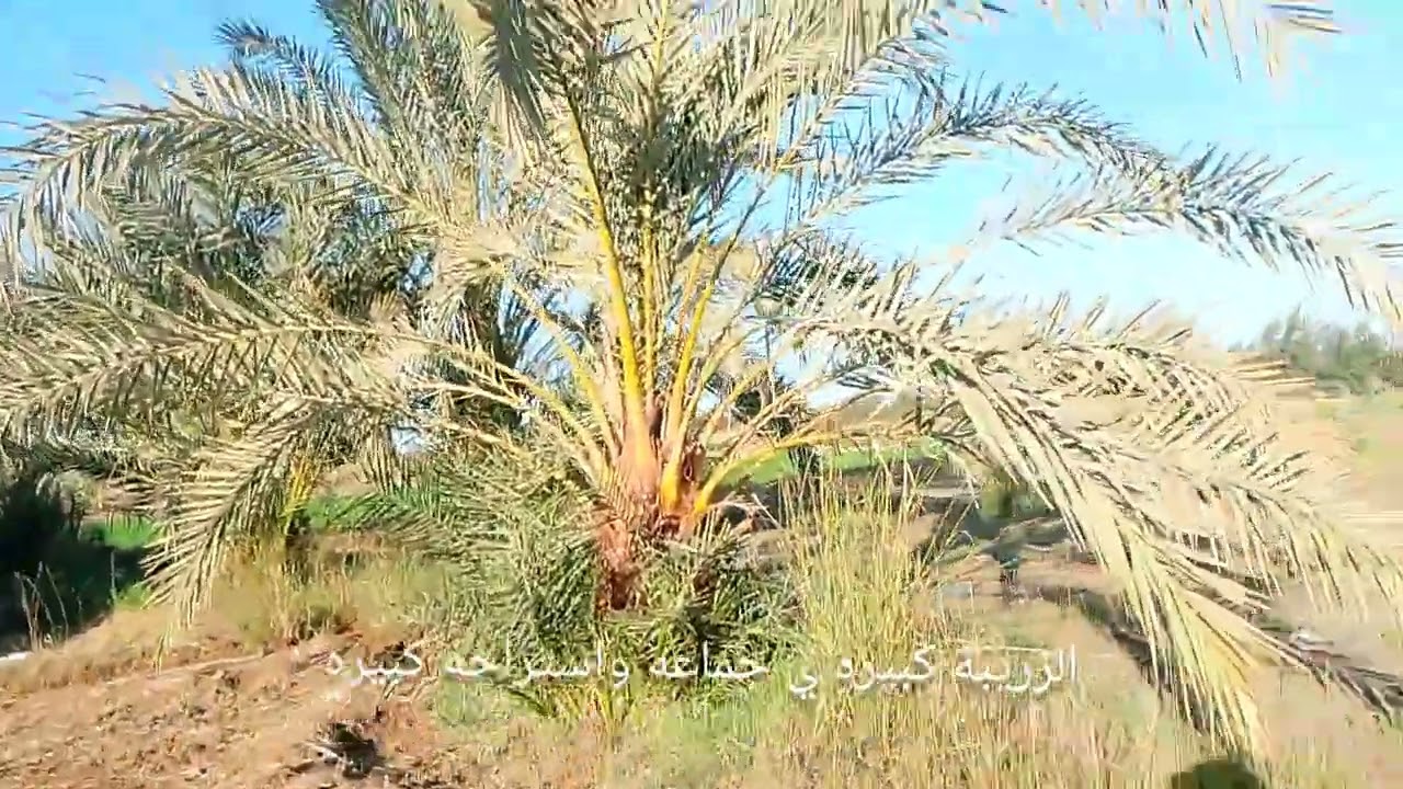 #اكسبلور الطلالي ٦ فدان ملك نهائي ب٣ مليون و٦٠٠ ألف كهرباء زريبه منزل نخل طراح برسيم حجازي 