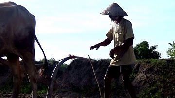 Mỗi ngày một nét đẹp riêng của con đường mòn qua ruộng bậc thang Tà Pạ, Tri Tôn, An Giang 08/05/2020