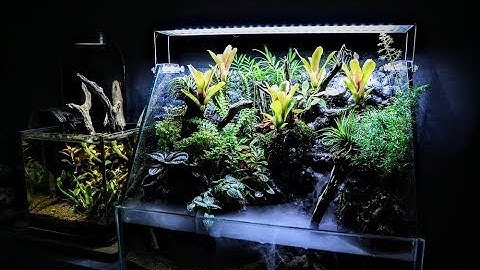 Paludarium rainforest stream - Hồ bán cạn rừng nhiệt đới