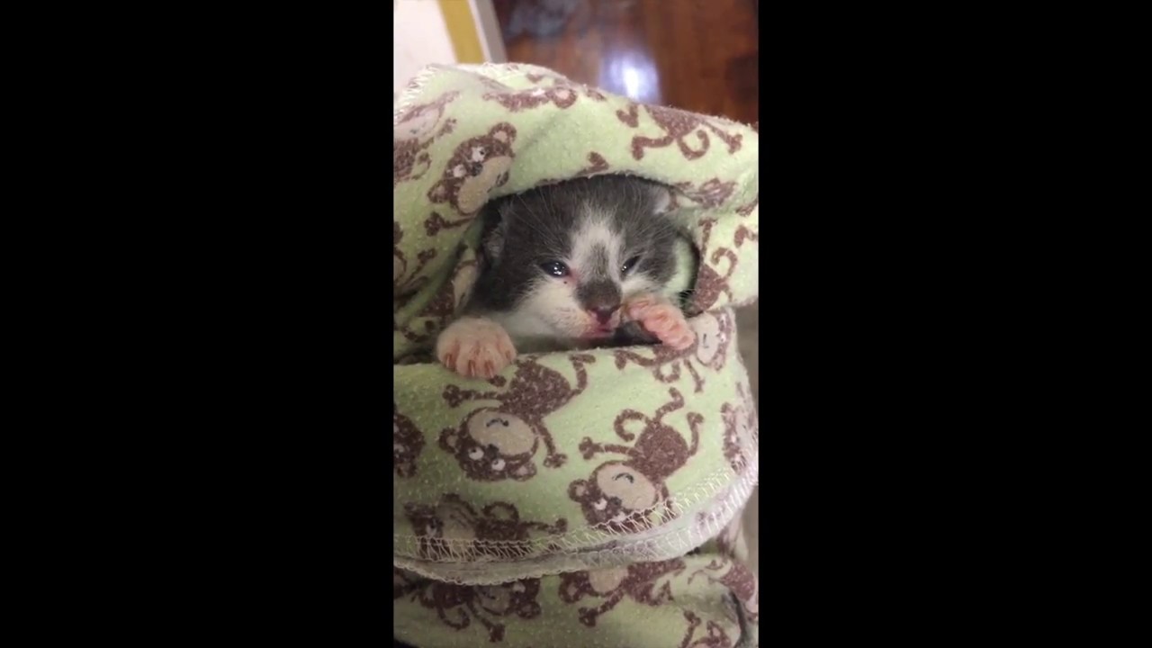 kawaii emoticons Kitkat Playroom: Nimbus the Purrito