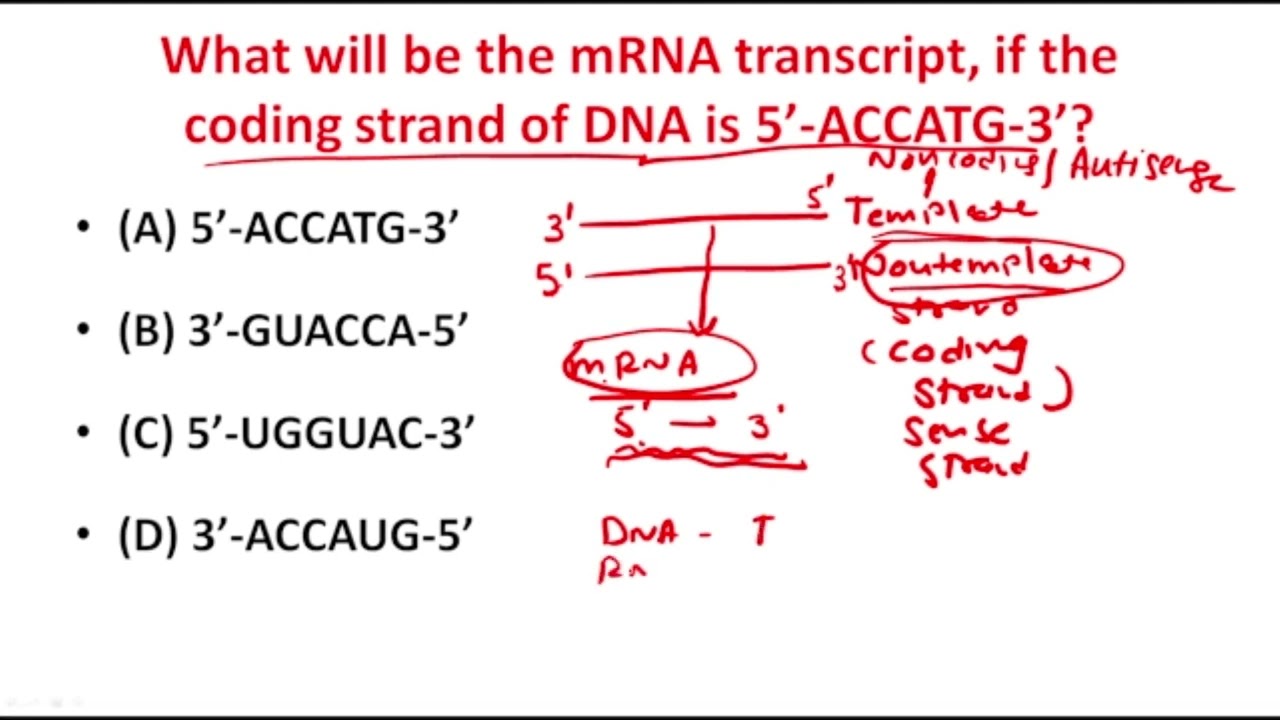 Mrna String Mrna Strand