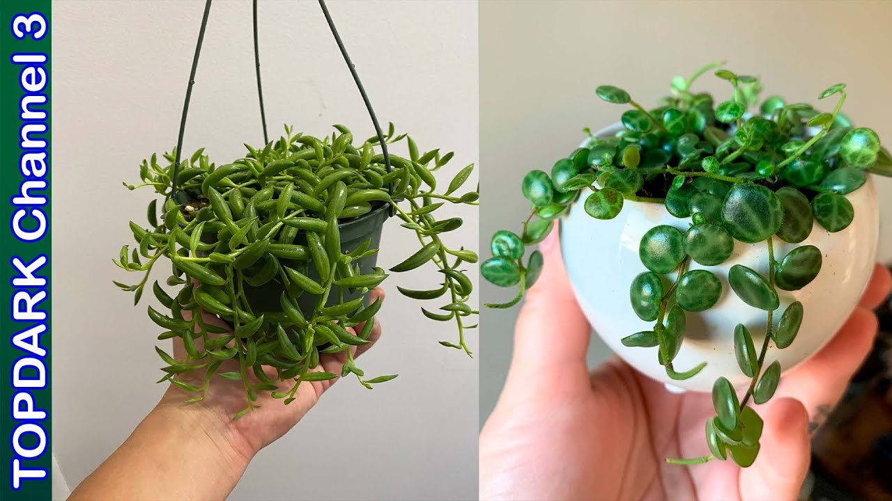 10 Cadenas de Suculentas Más Increíbles del Mundo