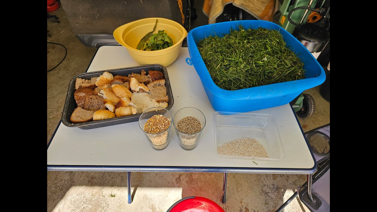 Hühnerfutter - was bekommen unsere Hühner zum Essen