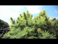 Jorge cervantes medical marijuana outdoor gardens tour