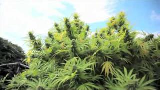 Jorge Cervantes: Medical Marijuana Outdoor Gardens Tour