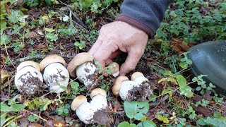 Ayi Mantari Mantari Eduli̇s Bolu