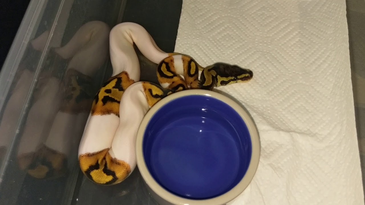 Ball Python Hatchling Update - YouTube