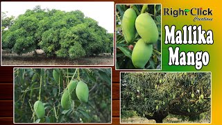 mallika mango | mango tree | Indian mango | mango mallika | fresh mango | what is mallika mango |