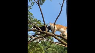 小猫咪爬树神技！手残党必备萌宠日常#萌宠技巧The kittens tree climbing magic！ Must have for beginners #Pet skills