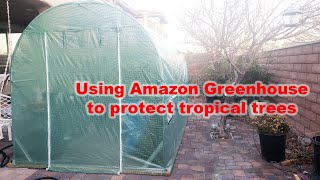 Using Amazon greenhouse to protect tropical trees for winter in Las Vegas | Urban gardening
