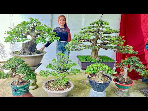 Khế Tùng Vip, Mai Chiếu Thủy, Linh Sam, Nguyệt Quế, Kim Quýt (giao lưu 2/3) Văn An Bonsai