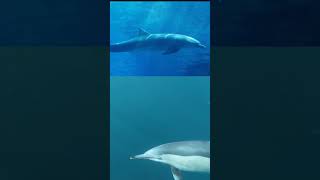 Lumba lumba (Video,Suara). #shorts #hewan #animal #suarahewan #animalsounds #lumbalumba