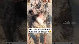 ❤️🐕‍🦺#Love #Friends Transformation Of A Stray Dog With Skin Disease In 3 Months🐶#Dog #Pets #Animals