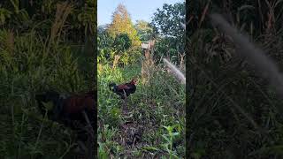 Wild chicken trap
