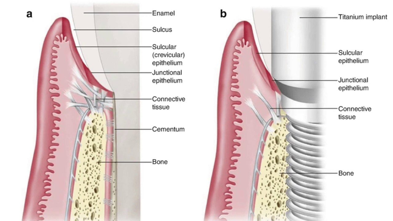 Implants Biology and Biomechanics 2020
