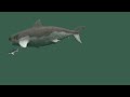 360 Megalodon VS SHARK