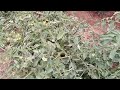 Jeevan 765 day 41 tomato plants leaveing fertilizer 282828 in 24082023