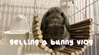 🐰 GETTING A BUNNY | things we prepared, set-up, pick up day, and bonding with luna