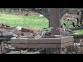 Cassin&#39;s Finches at Village of Oak Creek 3 12 21