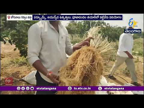 వట్టివేరు సాగు సులాభం కొరకు సాగు లాభాలేంతో