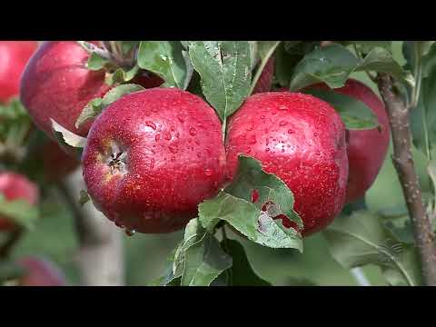 Vídeo: Maçãs Pink Lady: características da variedade, cultivo, foto