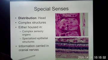 ACC Biol2401 API Sensory System1 Online Lecture part1 of 3