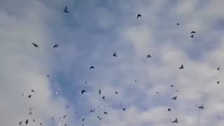 Атака хищника на голубей