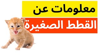 معلومات عن القطط الصغيرة