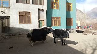 Wow 😲 amazing Yak and cow Breeding time Must Watch |Yak VS Cow|