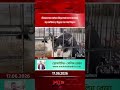ভিয়েতনামে অবৈধ বিড়ালের মাংস ব্যবসায় বড় অভিযান, উদ্ধার শত শত বিড়াল| MIB Television