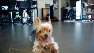 Dina Funny Yorkie Life by DUBReviews 119,056 views 8 years ago 3 minutes, 24 seconds