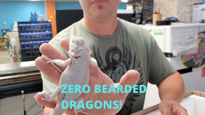 How much are white bearded dragons?