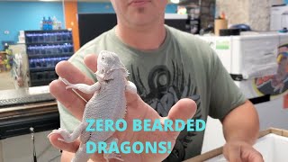 Zero Bearded Dragons - Unboxing and available!