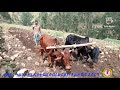 ለገበሬ ክብርያለው ላይክ አርሶ አደር ገበሬው አርሶየሚበላው አርሶየሚያበላው ከተማገጠሩን 