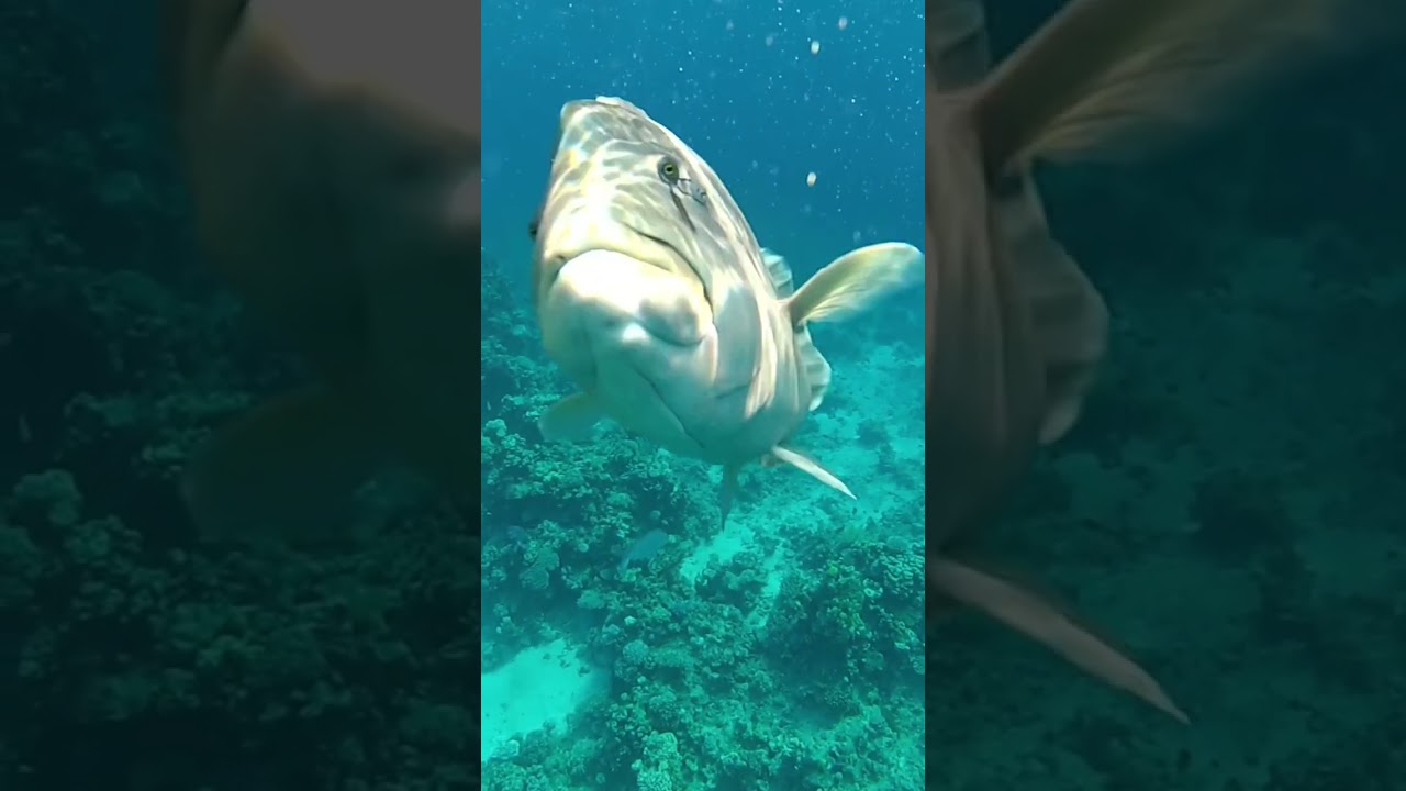 Рыба – Наполеон  в бухте Sharks bay. The Napoleon fish. Red sea. Egypt