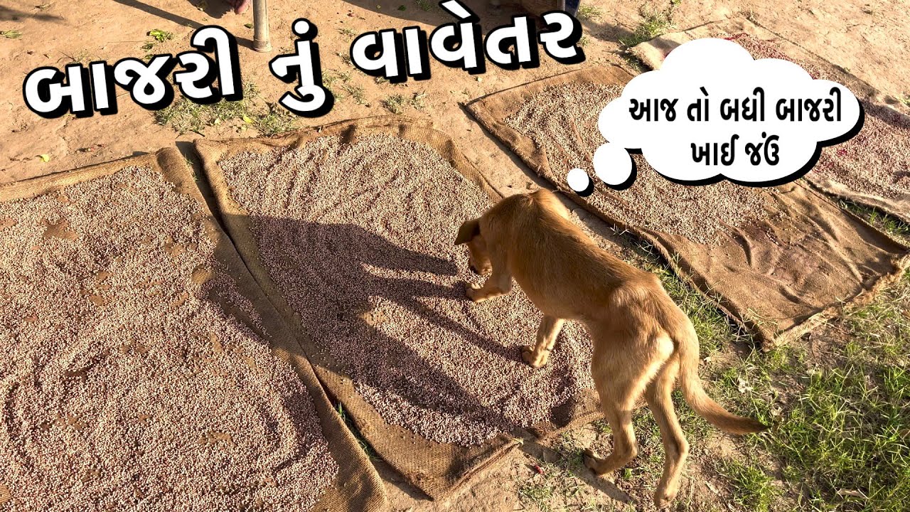 બાજરી નું વાવેતર કર્યું || આ શું થઈ ગયું 😮 Deshi Gujarati Vlog Video - FS Rathod 