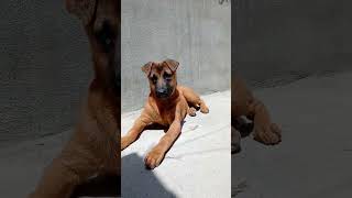 soy muy hermoso #hijoperruno #trendyoutube #suscribeteanuestrocanal