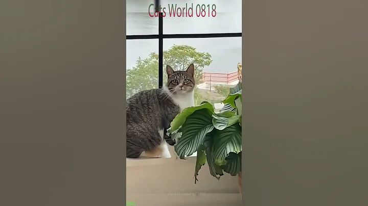 Video 11217861: meowing cats fighting, cats reviews funny, cat funny play fighting, cats catch, cute cat