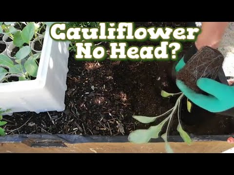 Wideo: Problemy z twarogiem kalafiorowym - co zrobić, aby nie było głów na roślinie kalafiora