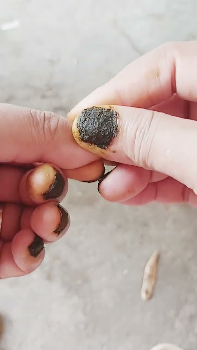 Download lagu Kutek alami daun pacar air