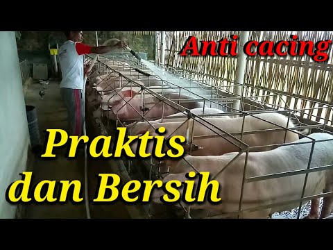 Video: Cara Membuat Sangkar Babi