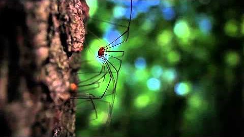 Fullscreen Video Slideshow with BigVideo js