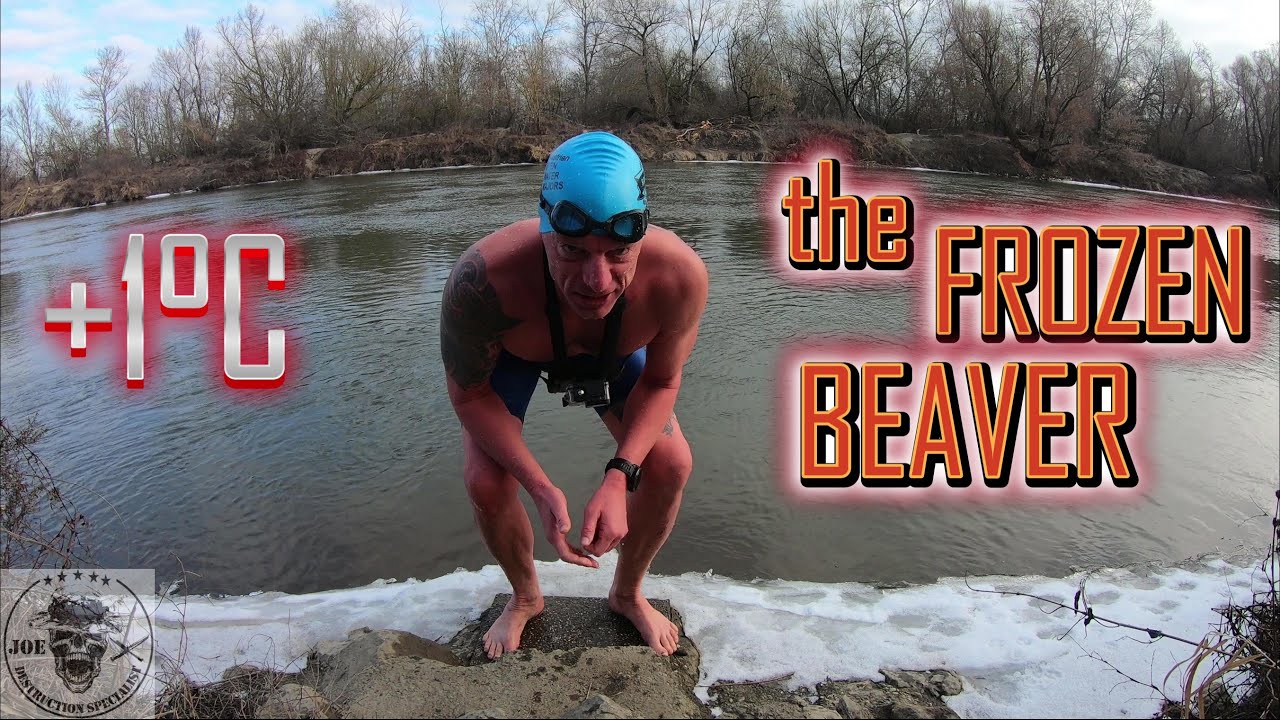 FROZEN BEAVER IN THE MARCH -ANGERN RIVER ICE CROSSING - WINTER SWIM OVER THE BORDER TO SLOVAKIA