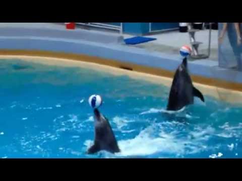 Video: Ritualul Magic Misterios Al Ademenirilor Delfinilor - Vedere Alternativă