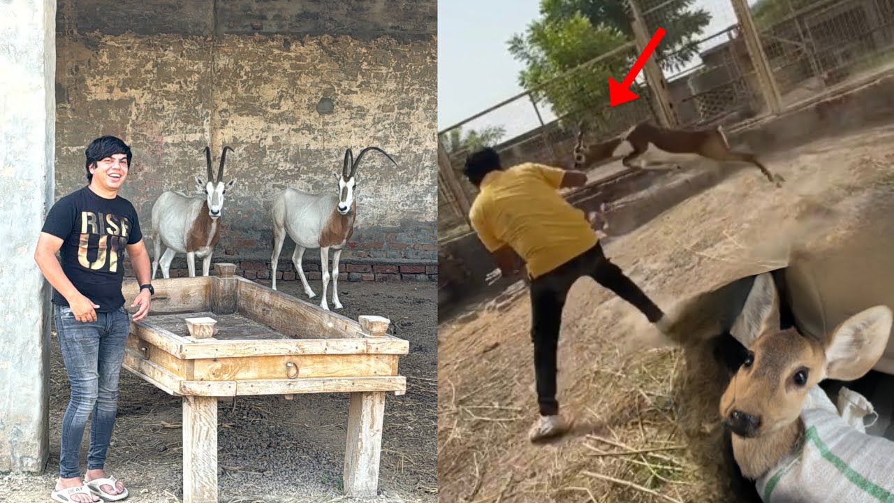 Deer Baby Ly Liya 😍 Deer Ny Mamu Pr Attack Kr Dea 😨