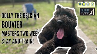Dolly the Belgian Bouvier Masters Two Week Stay and Train