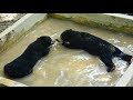 Sun Bear Diary | Sun Bear Splashing and Playing in Pool | BSBCC