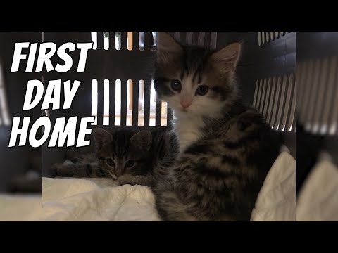 Video: Vi Presenterar New Kitten To Home