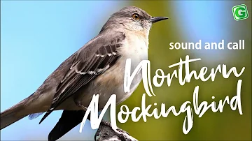 Northern Mockingbird Bird Sound, Bird Song, Bird Call, Bird Calling, Chirps