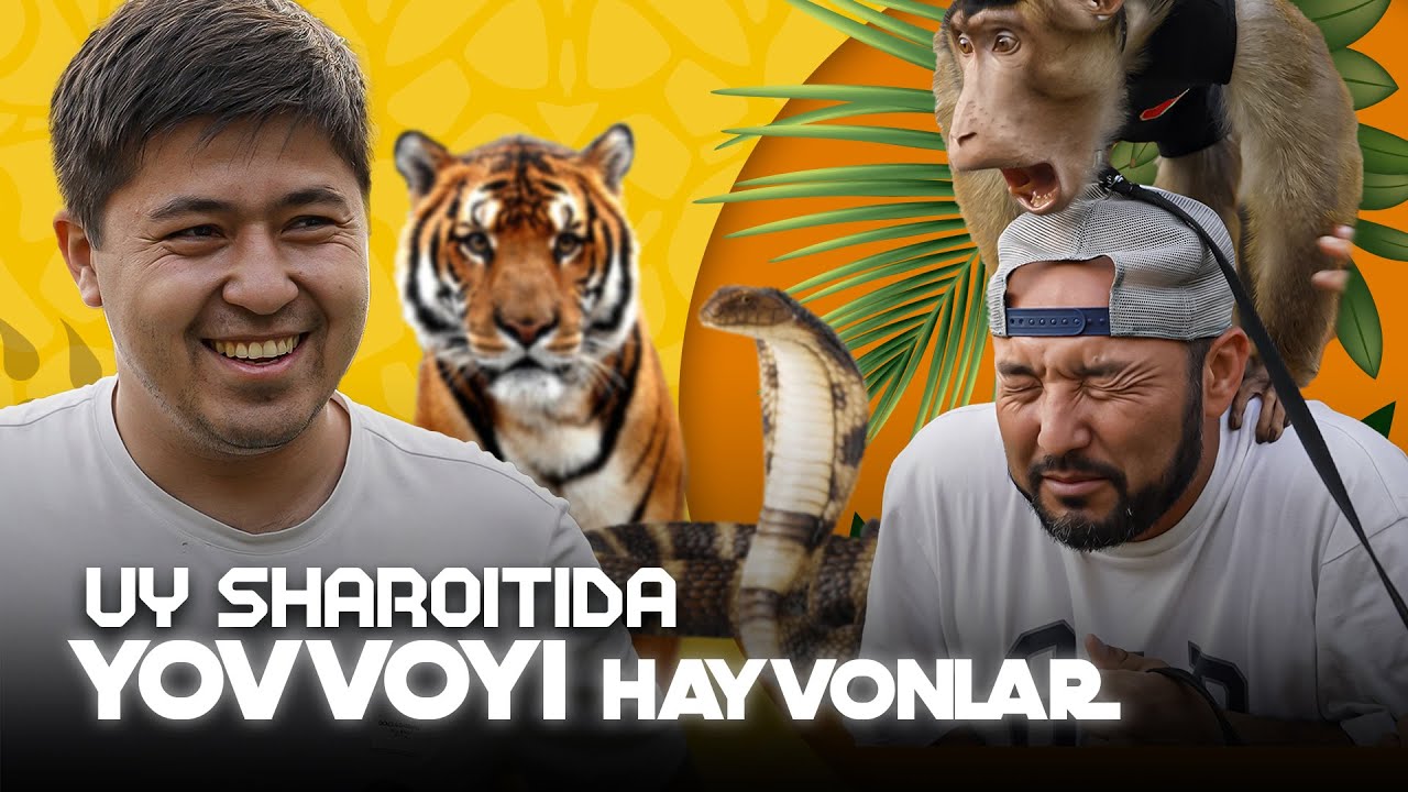 Yirtqich hayvon ortidan millionlar... // I wash Tashkent